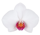 گل ارکیده فالانوپسیس هالیفکس